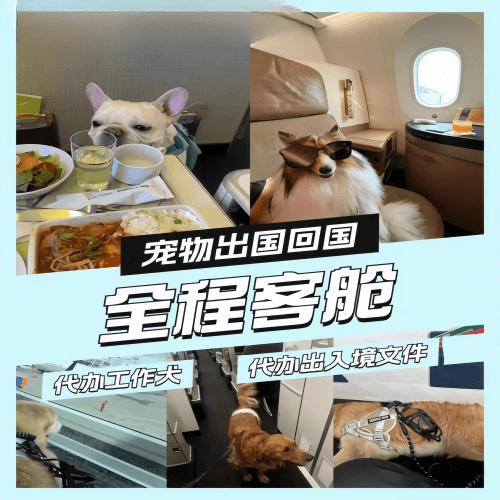 宝鸡市宠物托运到白俄罗斯宠物入境规定和要求